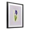 Stupell Industries Purple Stripe Iris Framed Print Under Glass, design by Lisa Wehmeyer